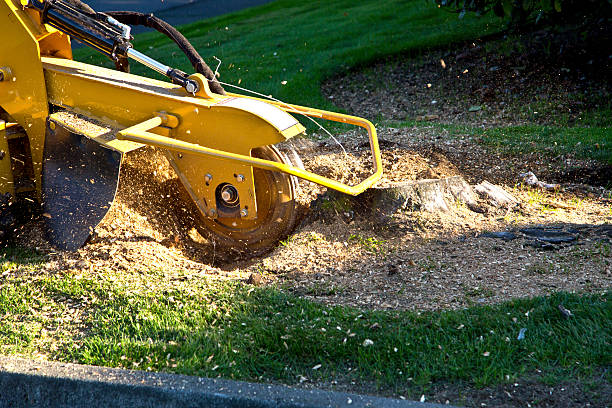 Trusted Rush City, MN Tree Services Experts